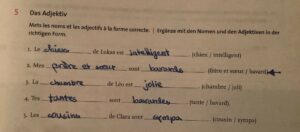 Adjektive im Französischen: Stellung und Anpassung präzise erklärt